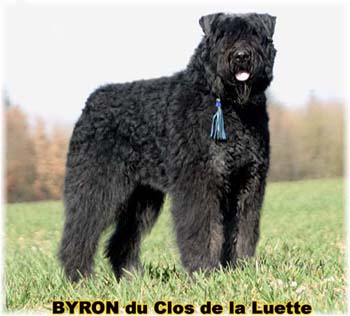 BOUVIER DES FLANDRES ET TRAVAIL du Clos de la Luette Copyright